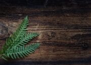 Mengerikan! Ini 5 Tanaman Paling Berbahaya di Dunia