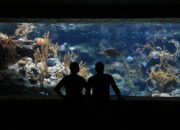 4 Jenis Ikan Louhan Ini Sangat Cocok untuk Jadi Penghuni Aquarium Kamu
