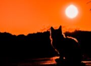 4 Tempat yang Wajib Dikunjungi Para Pecinta Kucing